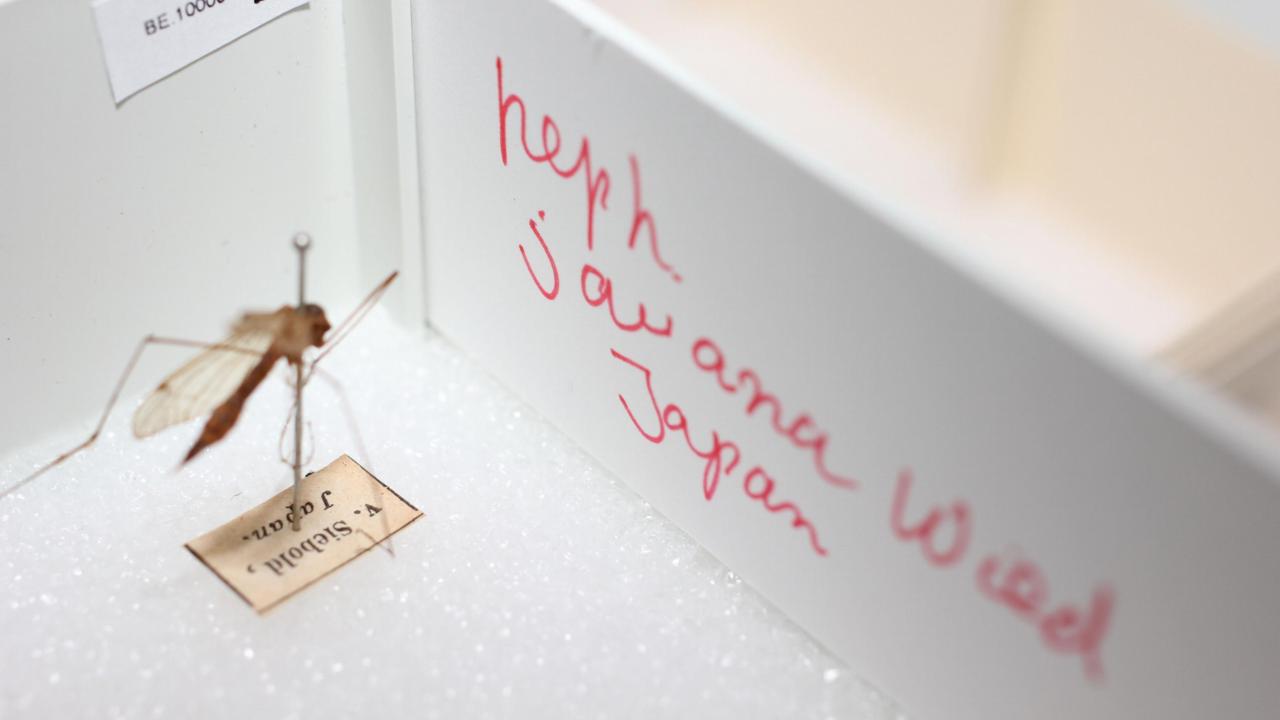 Opgezette langpootmug