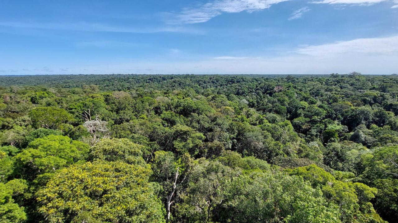 Canopy of the Amazon