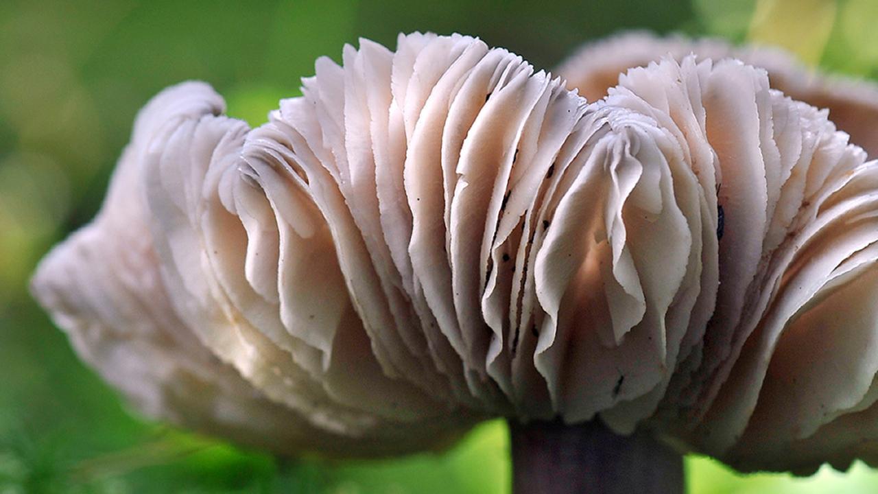 Foto van een Breedplaatstreephoed