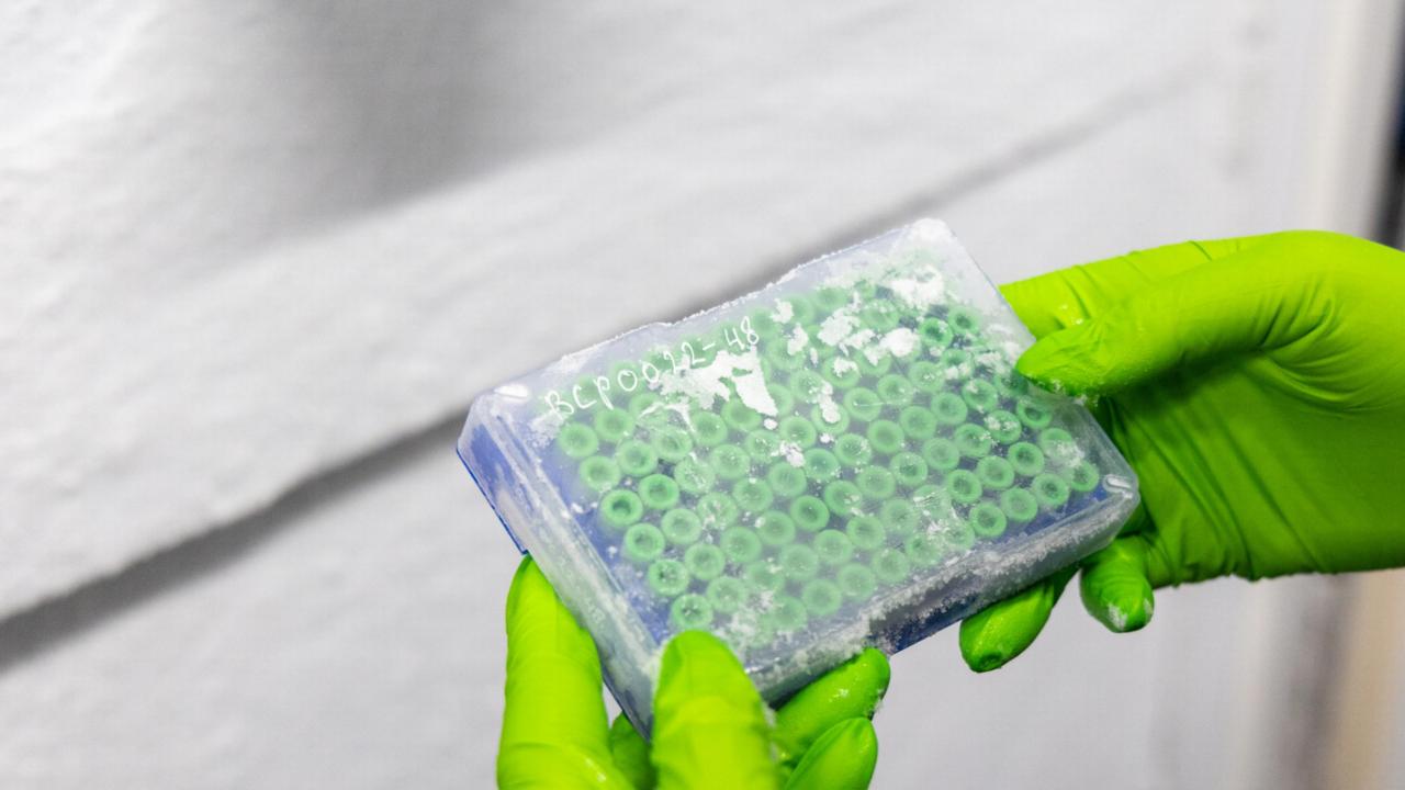 groene handschoenen houden bevroren monsters vast