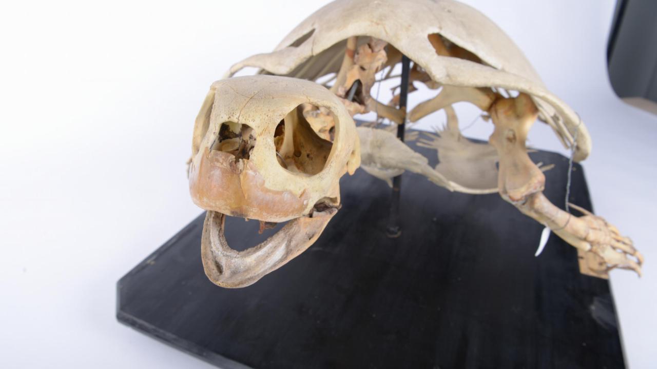 Turtle skeleton