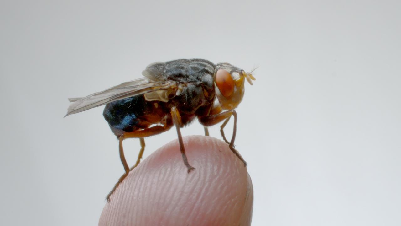 Een foto van vlieg kwak