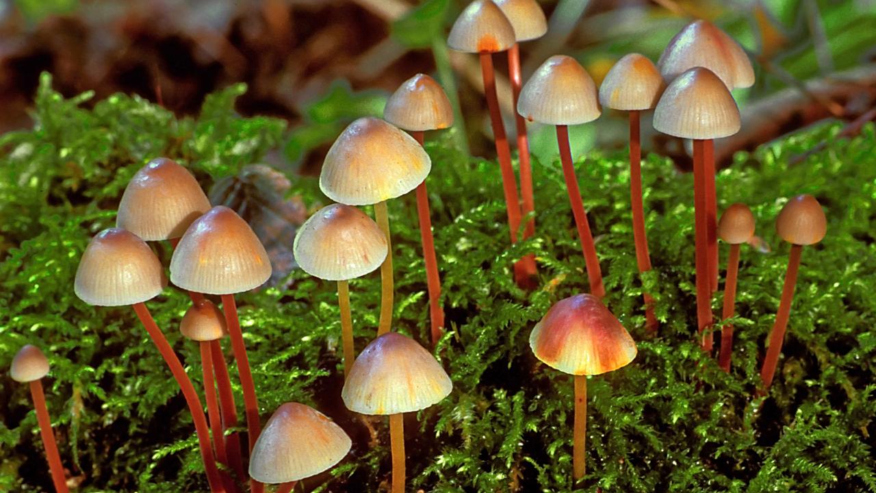 Mycena crocata door Henk Huijser