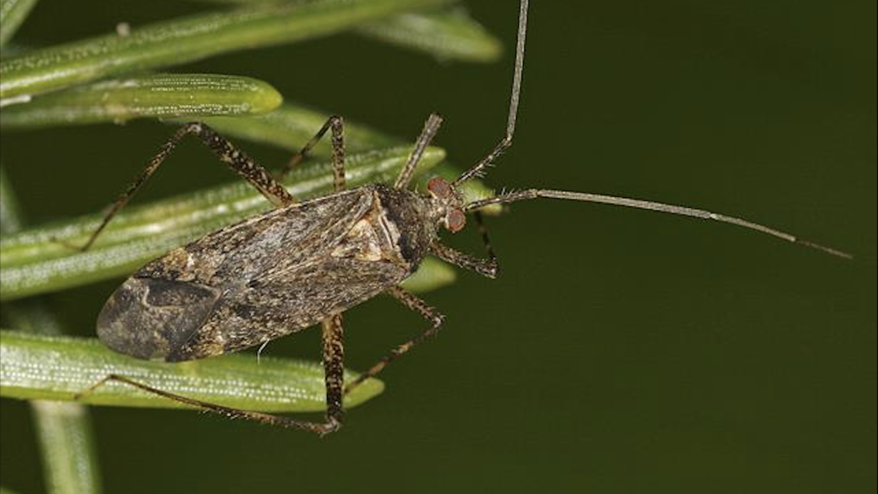 Een sparrenspillebeen op een naaldboom