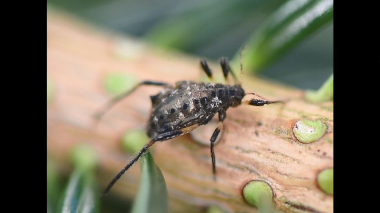 A black-stem aphid on a branch