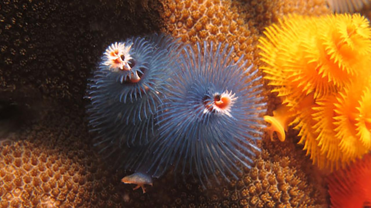 Christmas tree worms from Koh Tao