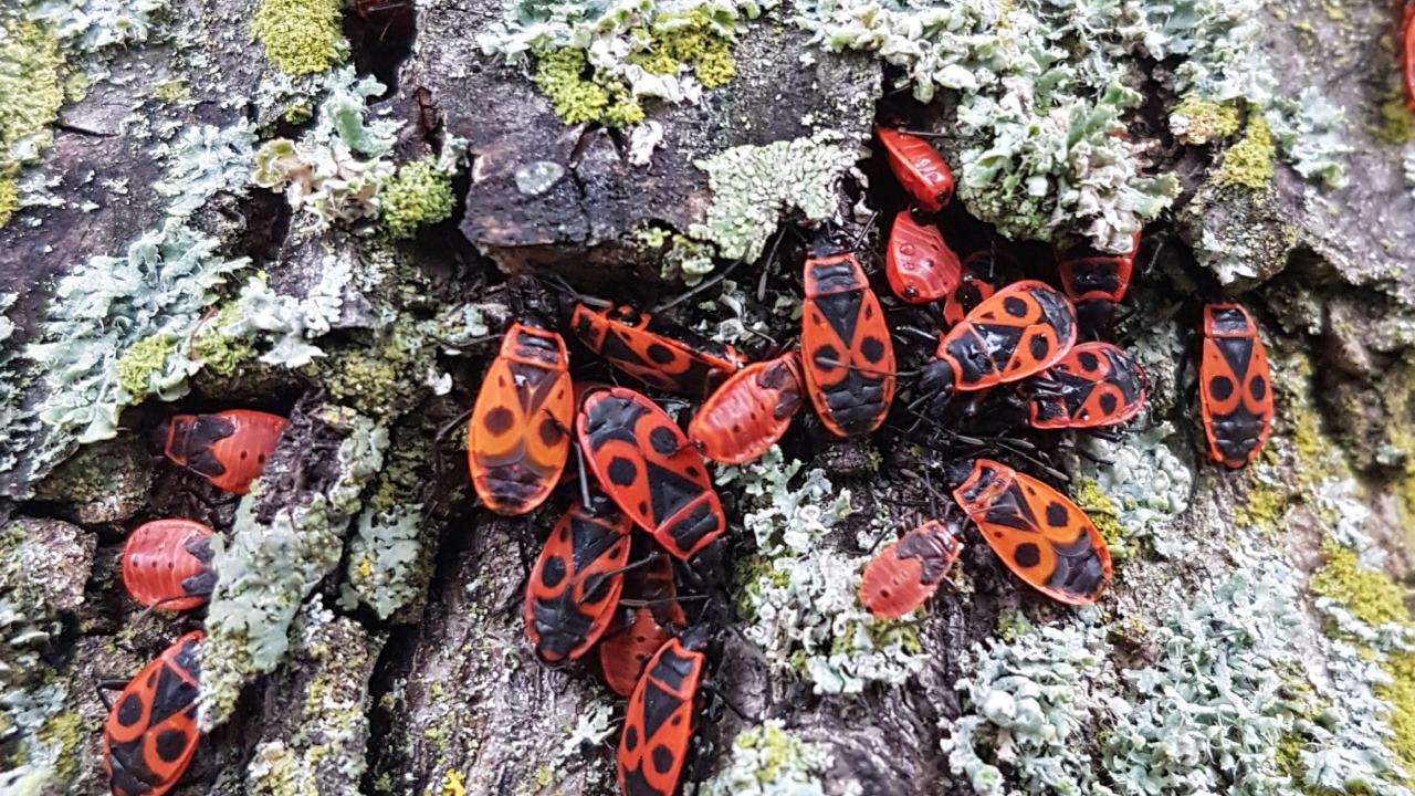 Firebug and lichens on tree bark