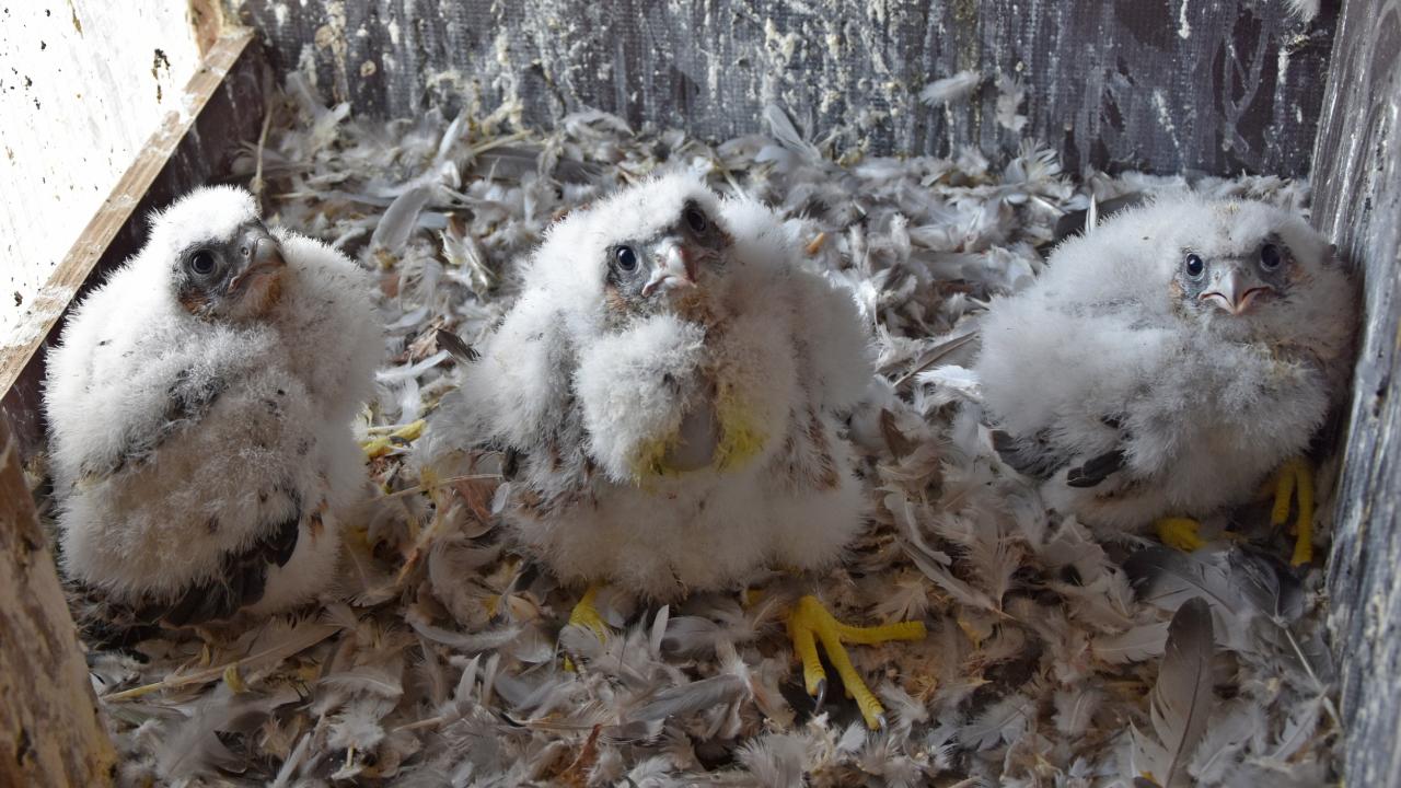 Peregrine chicks