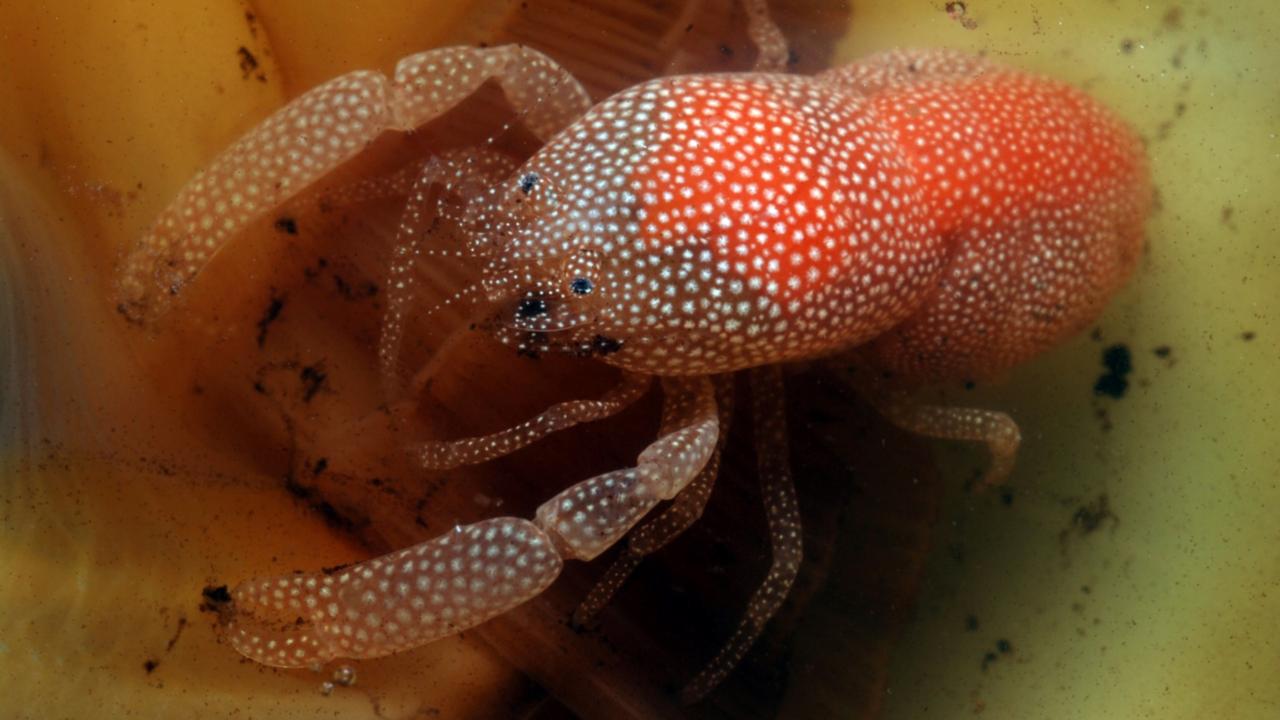 Conchodytes meleagrinea in the spiny oyster Spondylus sp.
