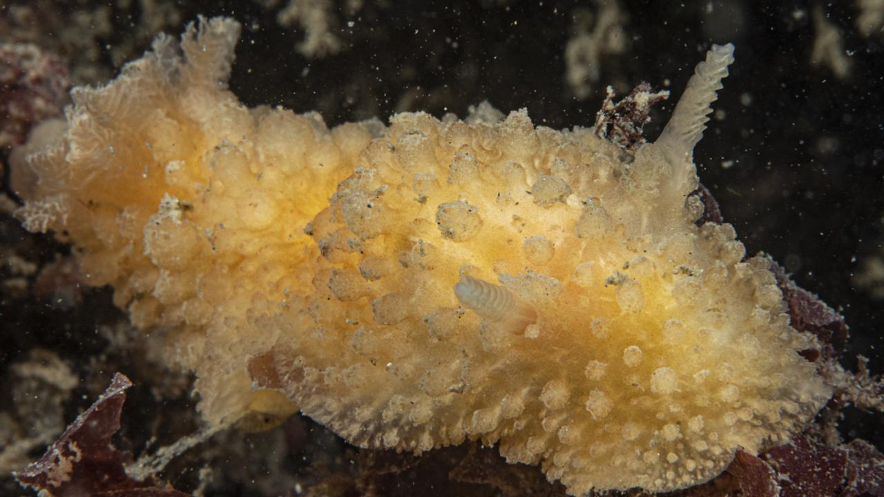 Zeeslak voormalig bekend als de Ruwe Wratslak, Peter van Bragt 