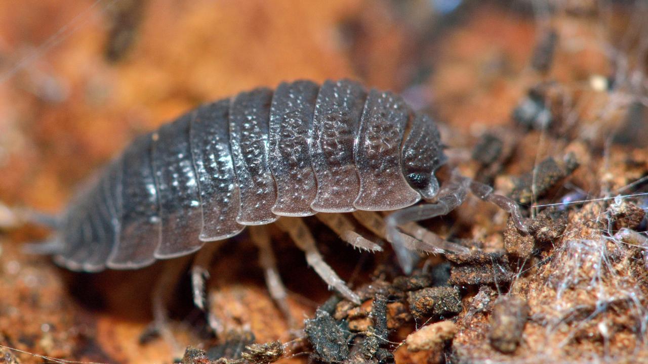 The common rough woodlouse