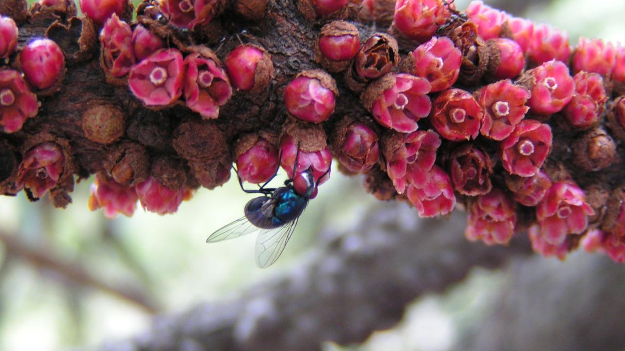 Pilostyles aethiopica 