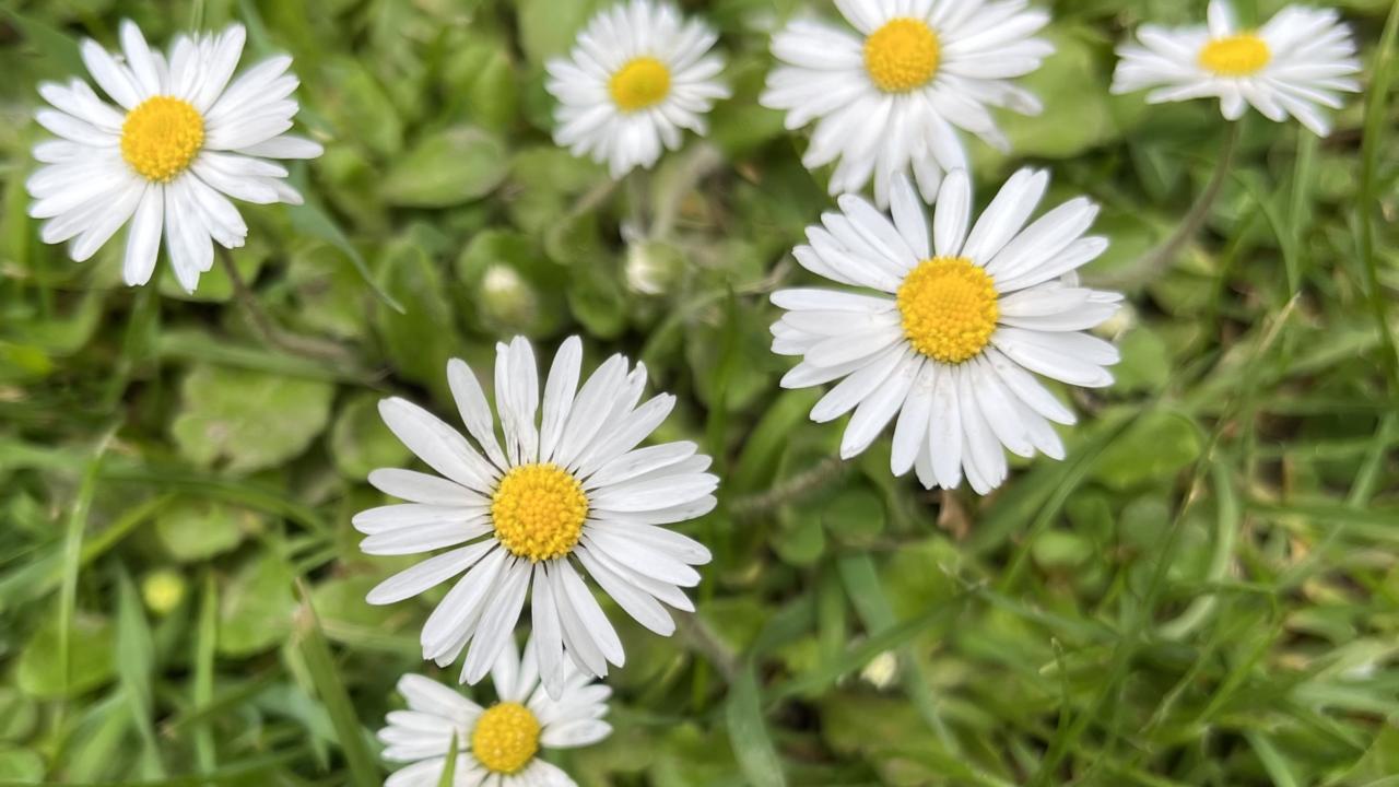 Bellis perennis or Daisy