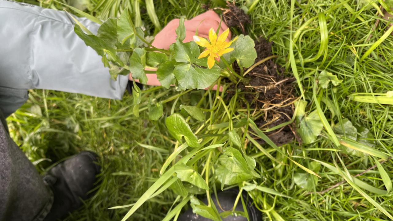 Photo of Ficaria sp. being collected for DNA research