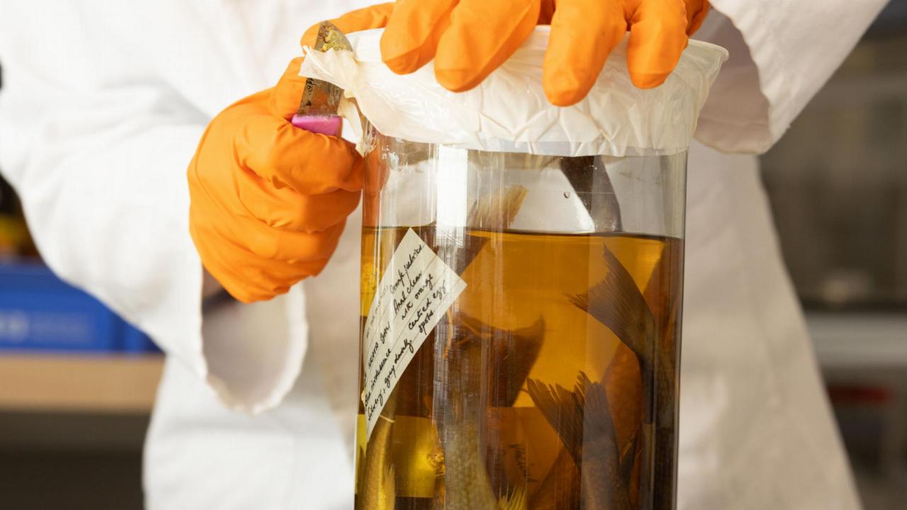 Behoud van een colletie stuk op sterk water 