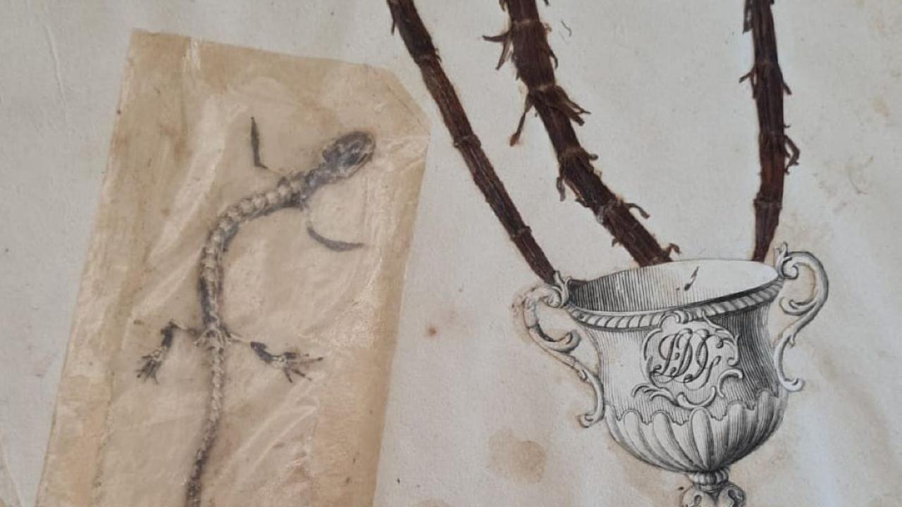 Gedroogde salamander