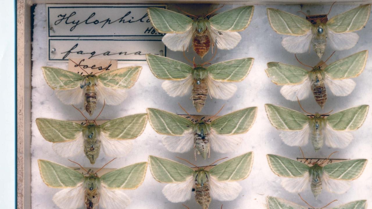 Collectie nachtvlinders