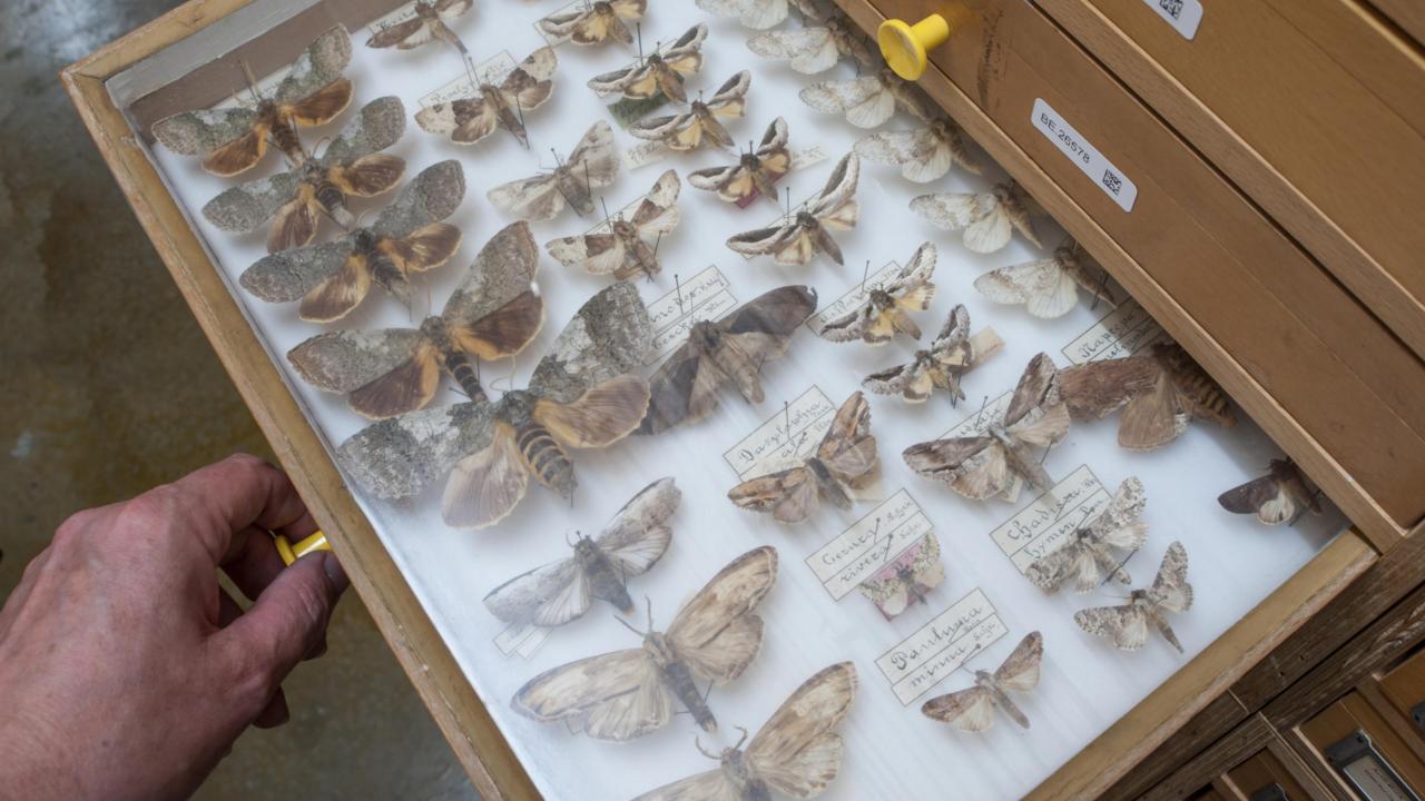 toren vlindercollectie