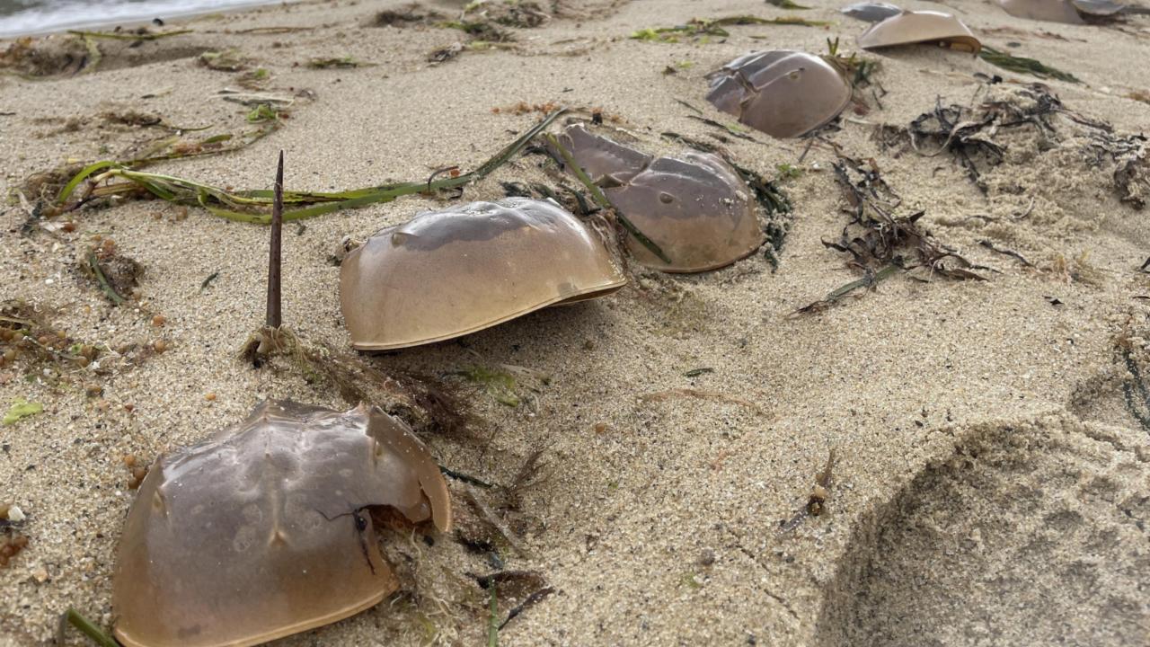 Degenkrabben aangespoeld