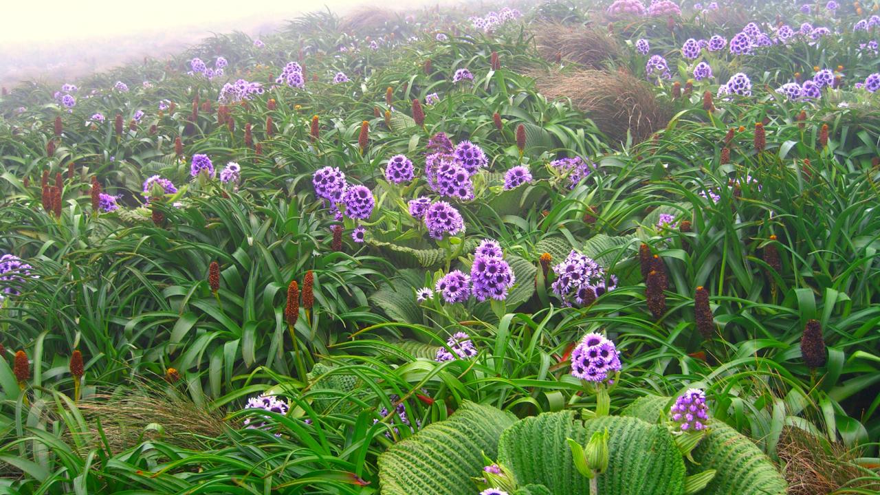 Campbell Island Daisies (Pleurophyllum speciosum)