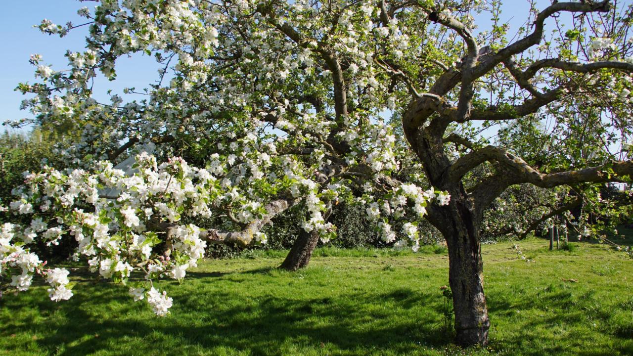 Appelbloesem in bloei (Marit Moerman)