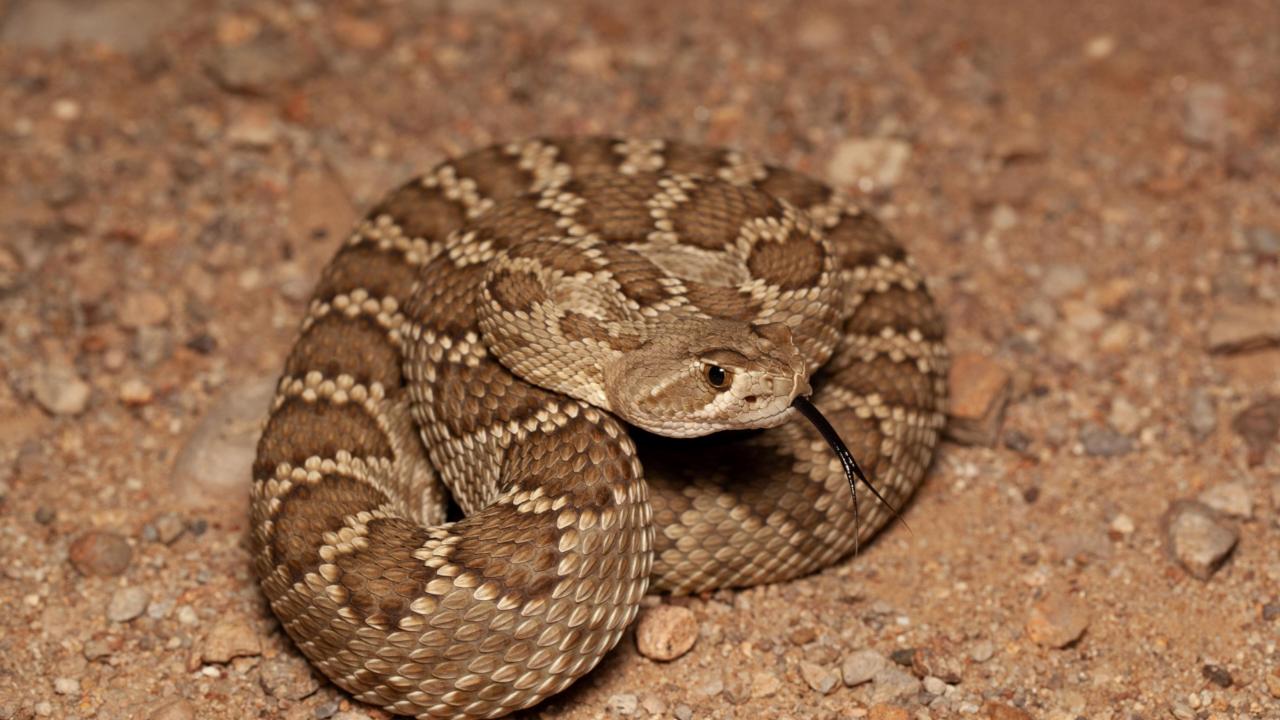 Crotalus scrutellatus