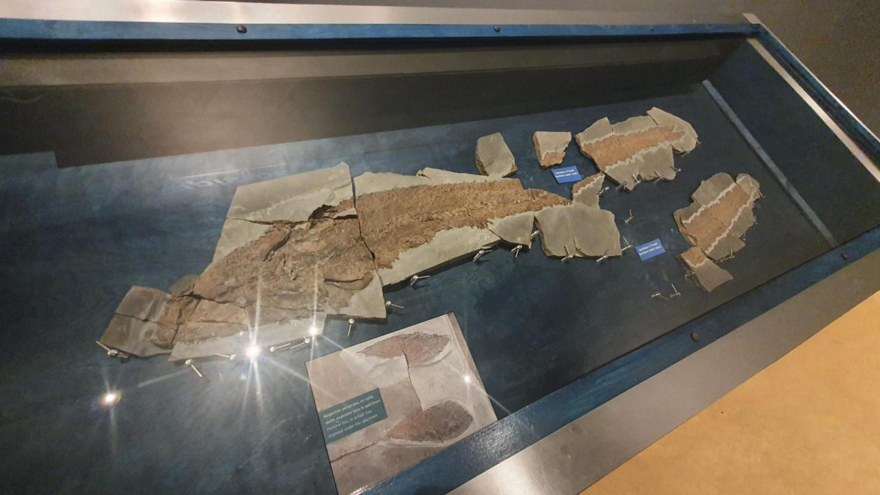 Photo of the fossil of Elpistostege, a transitionary organism in the fish-tetrapod transition