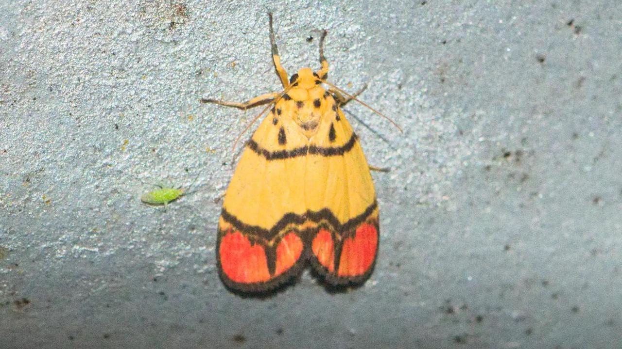 Levende C. maartjekijneae