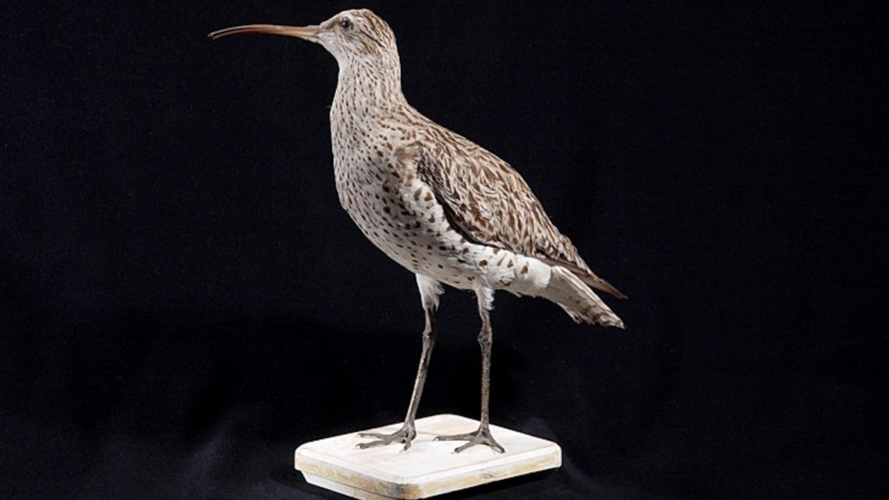 Opgezette dunbekwulp