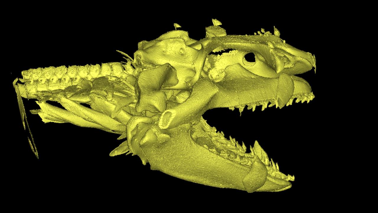 3D model of the head of an Angel shark (Squatina squatina)