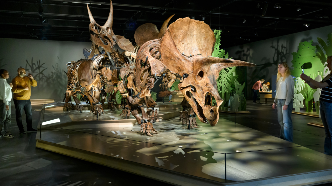 Triceratops Kudde tentoongesteld