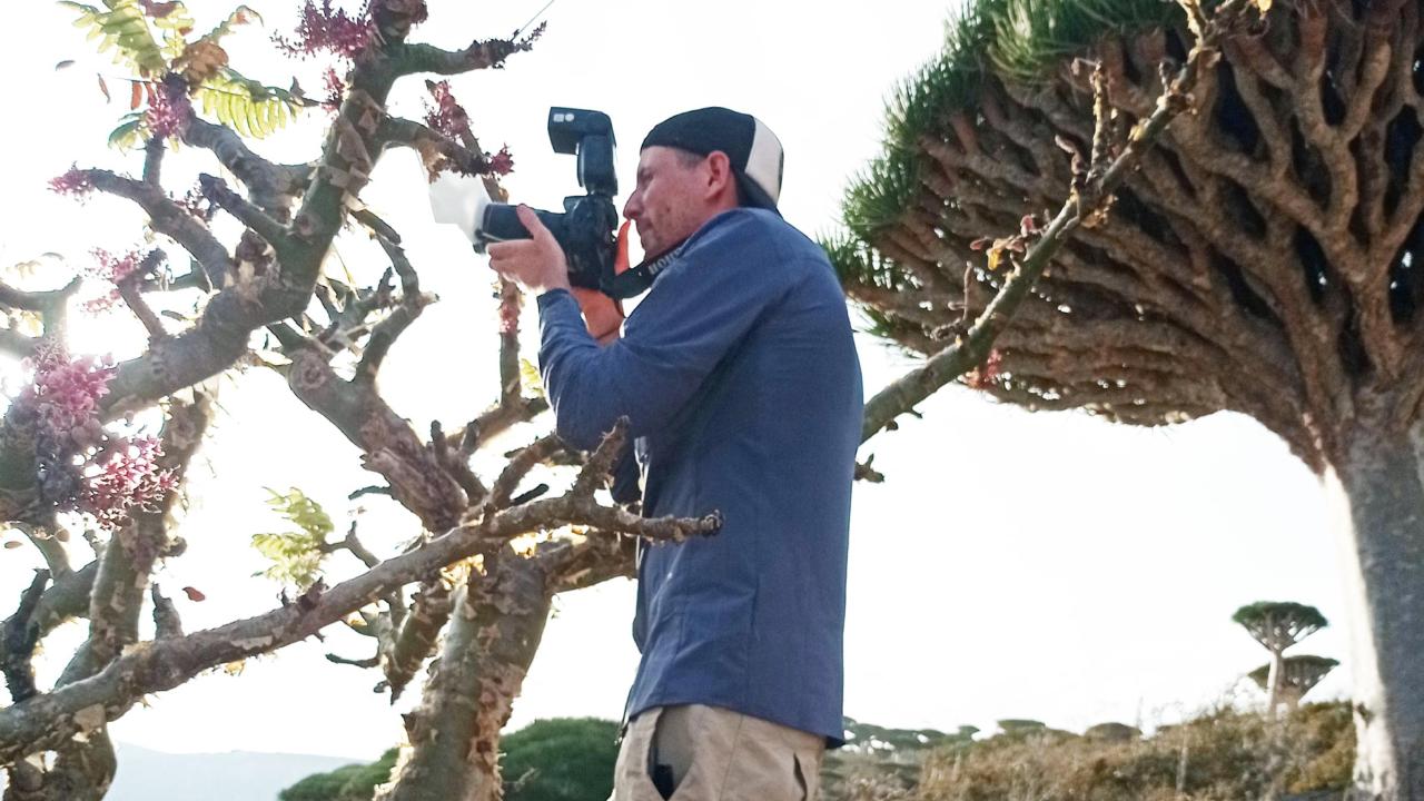 Photographing bees on Boswelia in Socotra