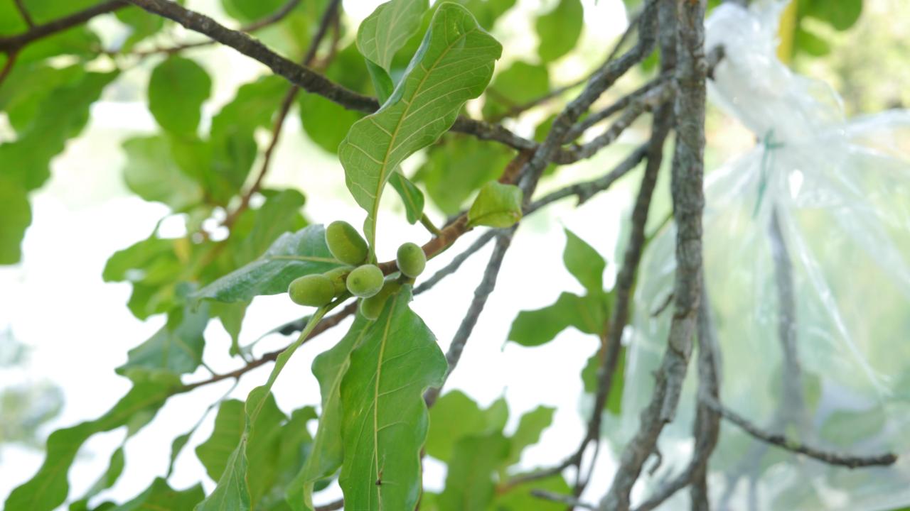een afbeelding van een vijgenboom