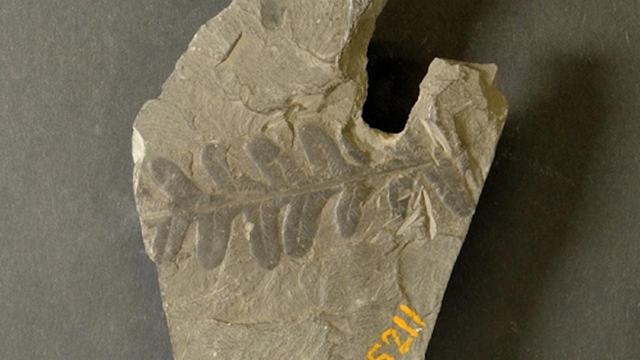 Plantenfossiel Jongmanscollectie