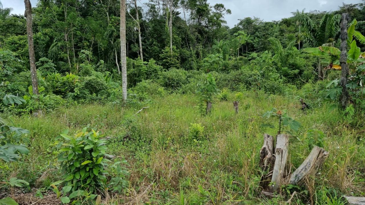 rijstveld nadat het is afgeoogst