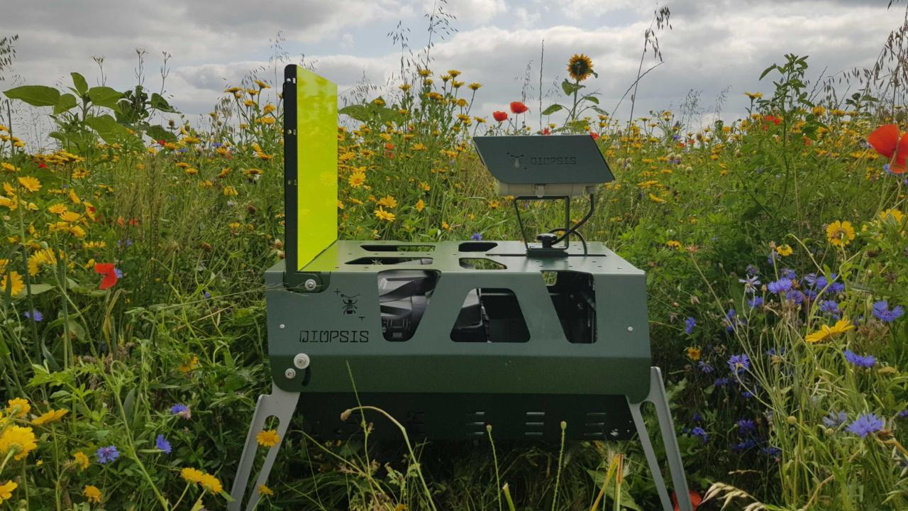 Diopsis camera in veld