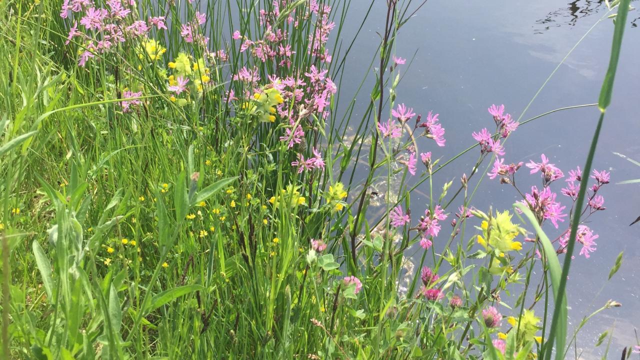 echte koekoeksbloem en ratelaar