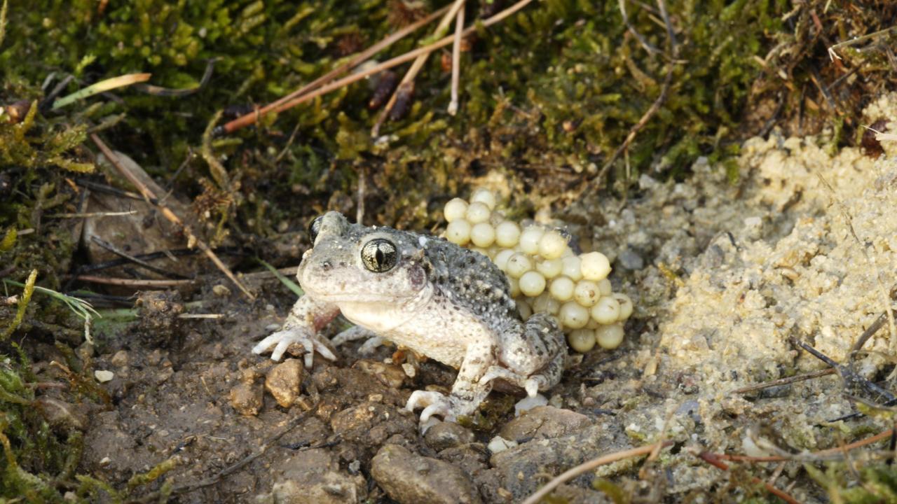 Mannelijke vroedmeesterpad met eitjes op zijn rug (Getty Images)