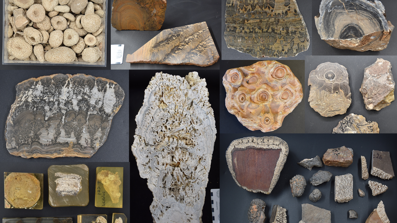 Stromatoliet collectie foto