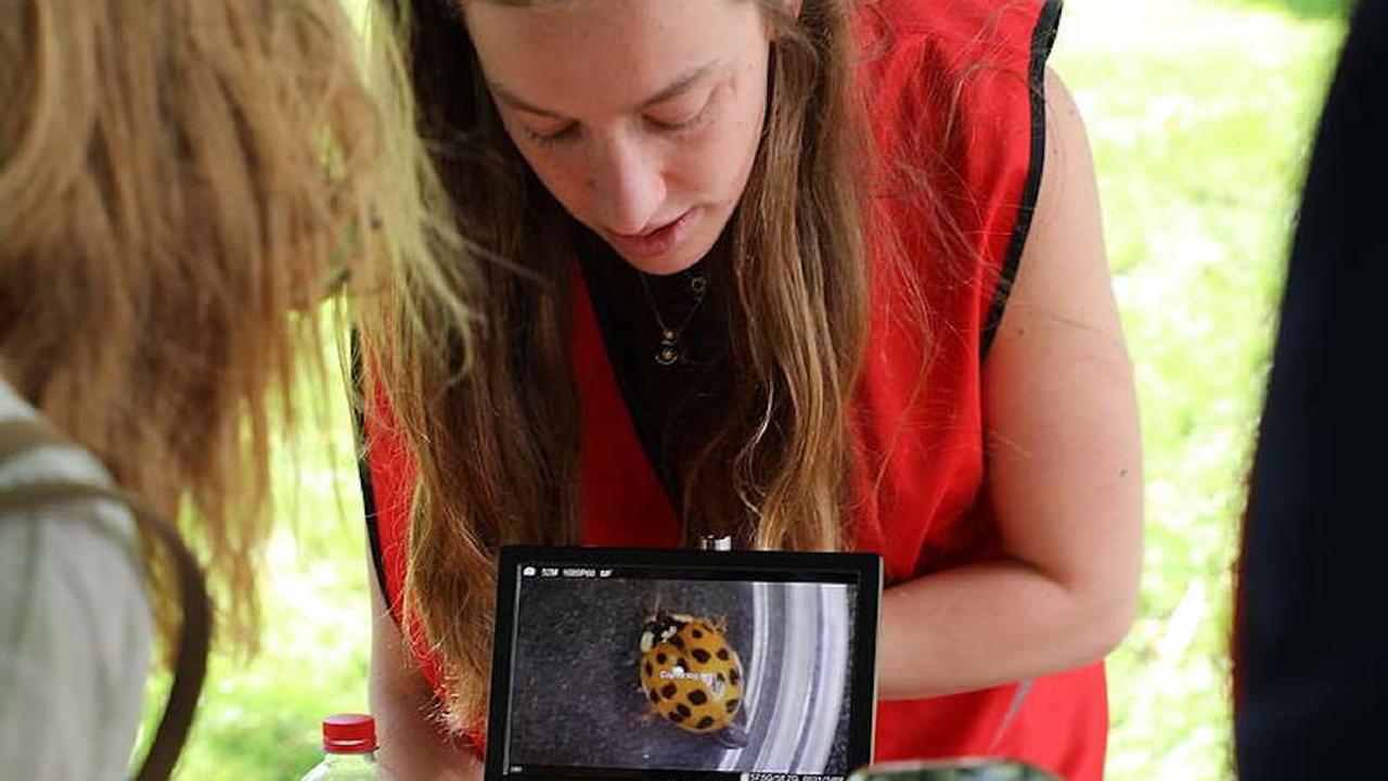 Junior Projectleider Fem Vincken tijdens de Langer Tag der Stadtnatur; ze laat bezoekers een lieveheersbeestje onder een kleine microscoop met een display zien © Stiftung Naturschutz Berlin / Christina Koormann