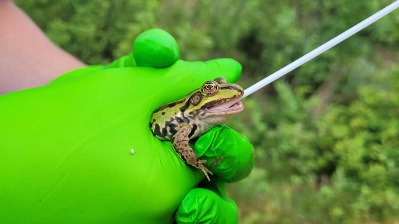 Afname wangslijmvlies bij groene kikker