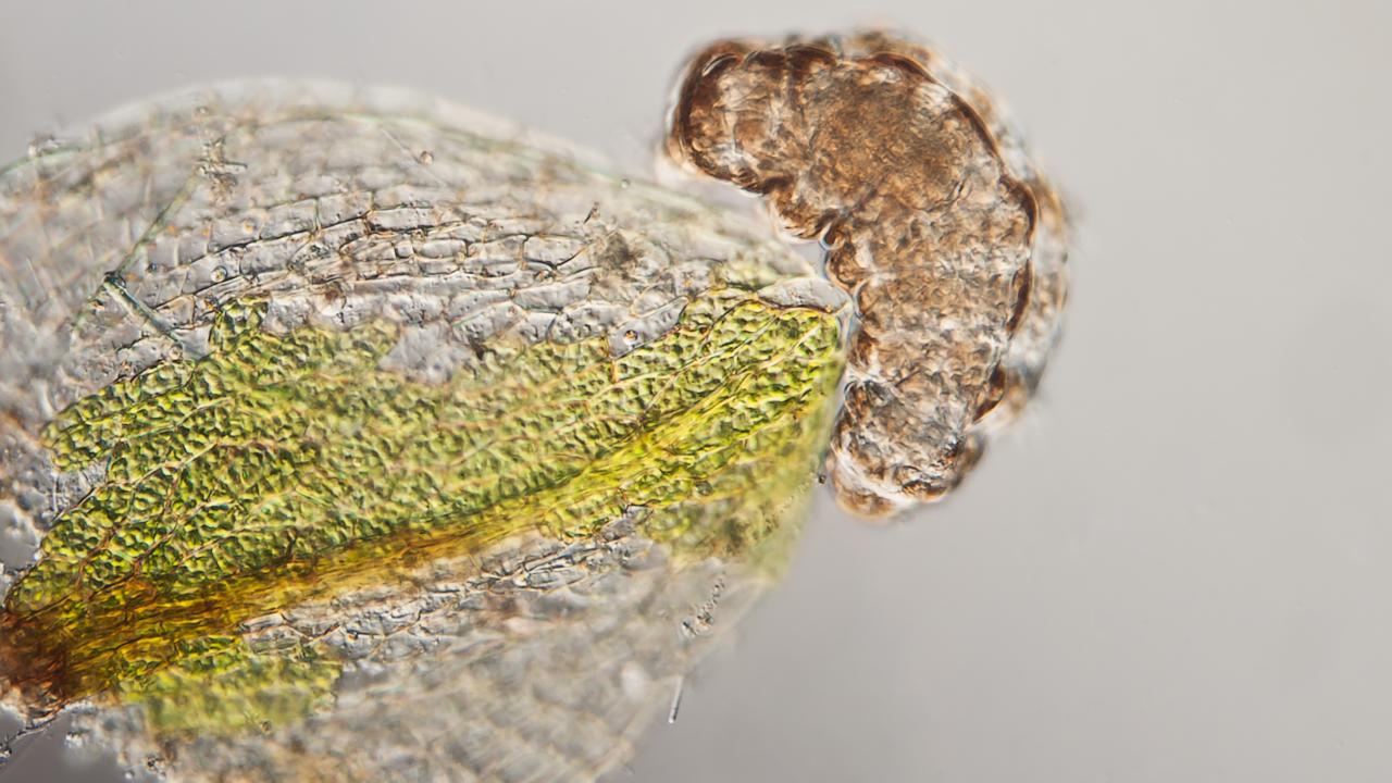 Microscopische foto beerdiertje