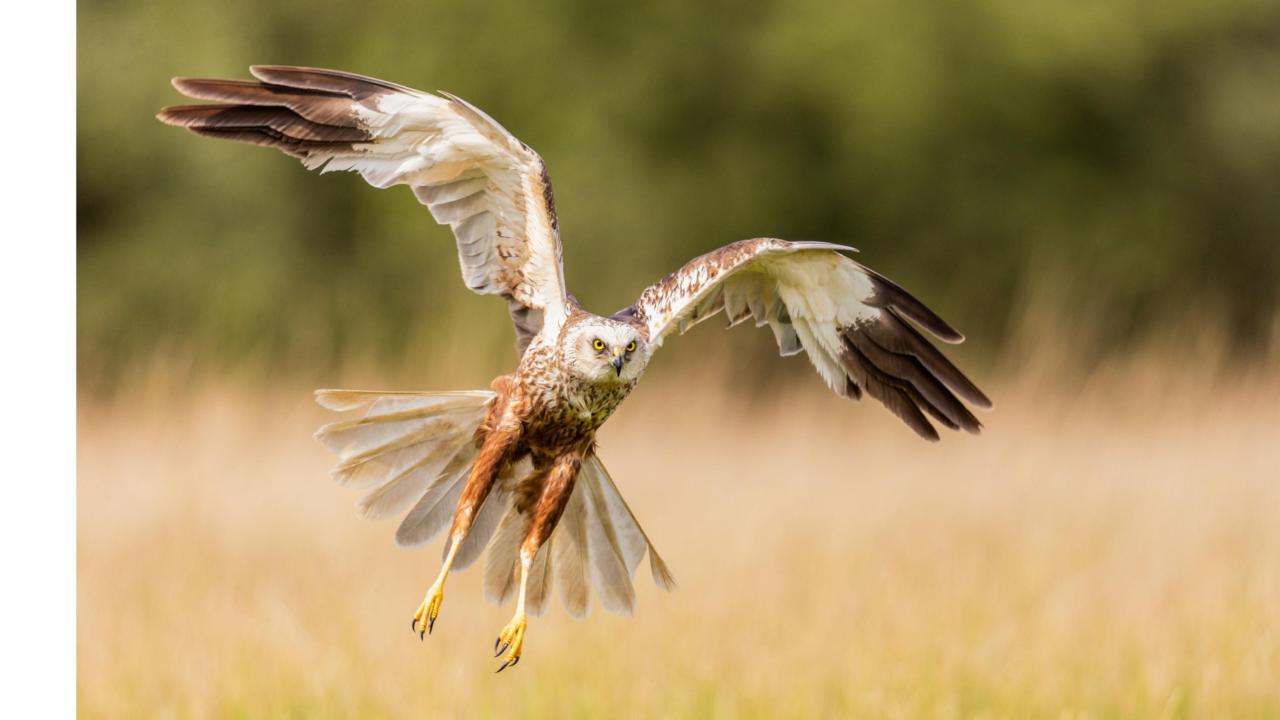 Bruine kiekendief (Getty Images)