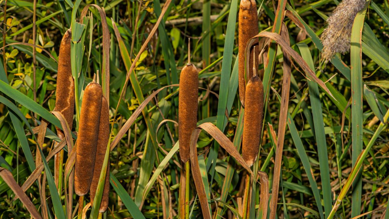Grote lisdodde (Typha latifolia)