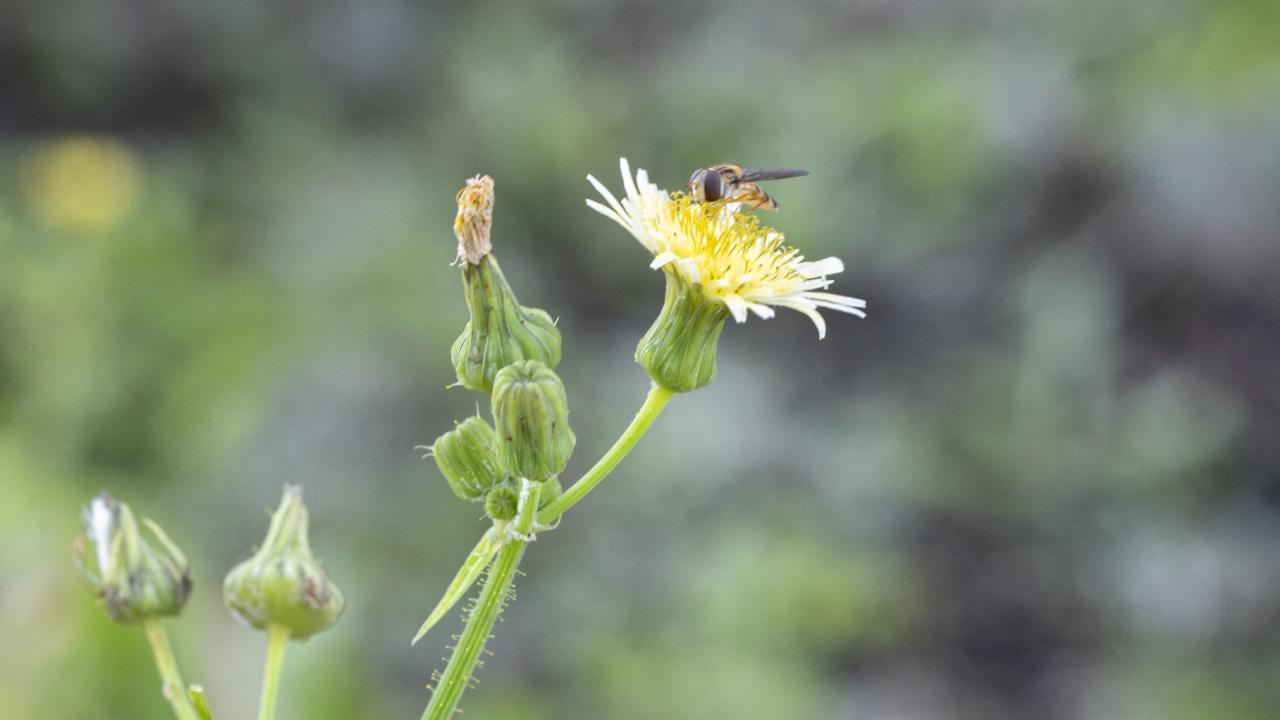 Snorzweefvlieg op een melkdistel