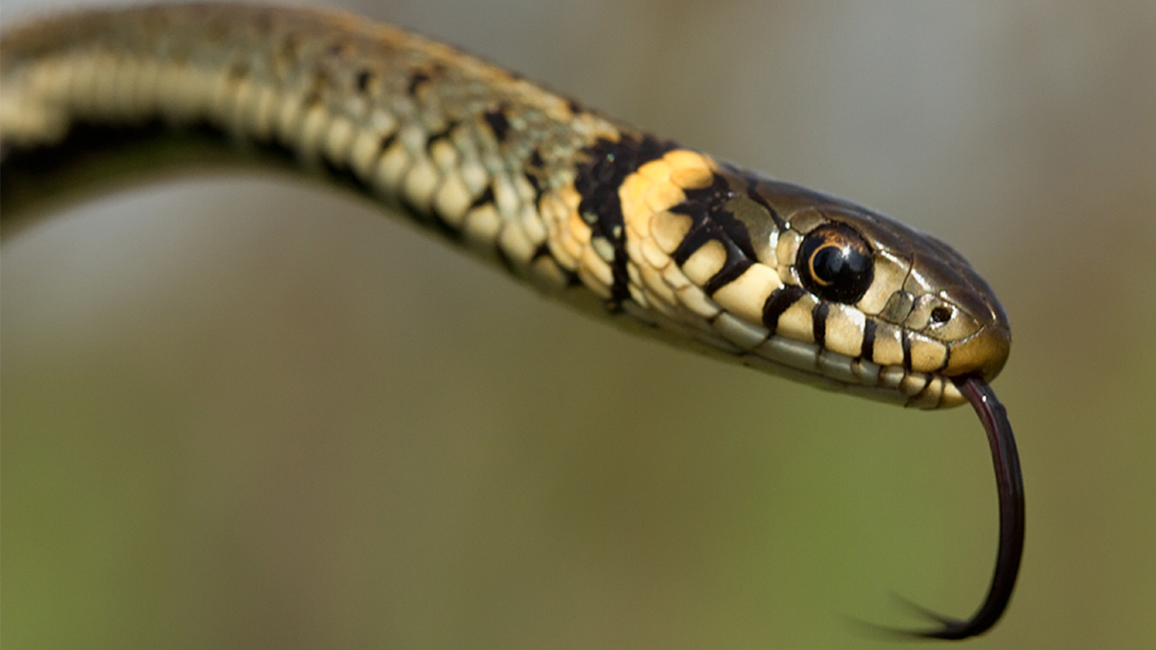 Ringslang (Natrix helvetica) - Getty Images