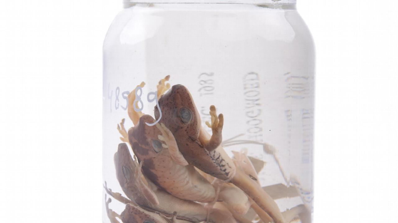 Kikkers op sterk water