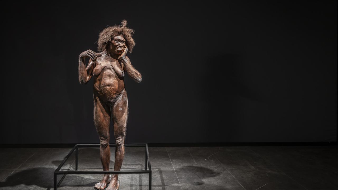 Reconstructie van Homo erectus