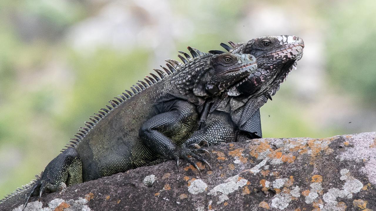 Een vrouwelijke (vooraan) en mannelijke leguaan op Saba. Beeld: Thijs van den Burg.