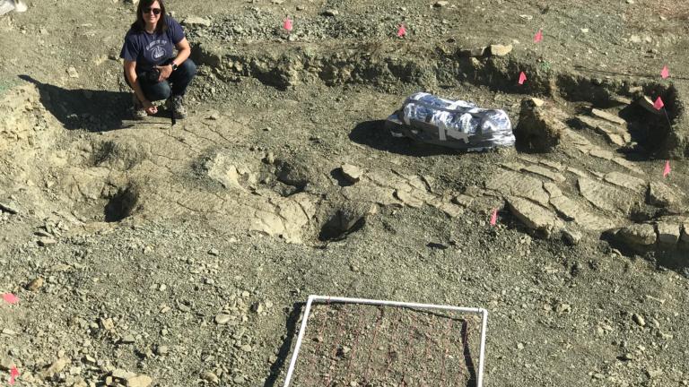 Dinosporen bij de Jurassic Mile